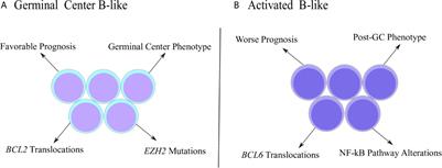 Frontiers | Clinical And Molecular Properties Of Human Immunodeficiency ...